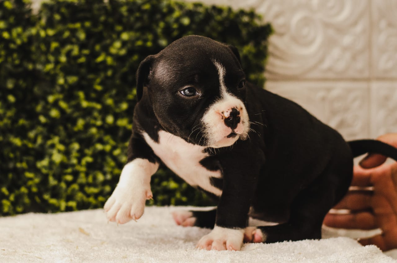 fighterz inc bully empire more puppies for sale cape town (1)