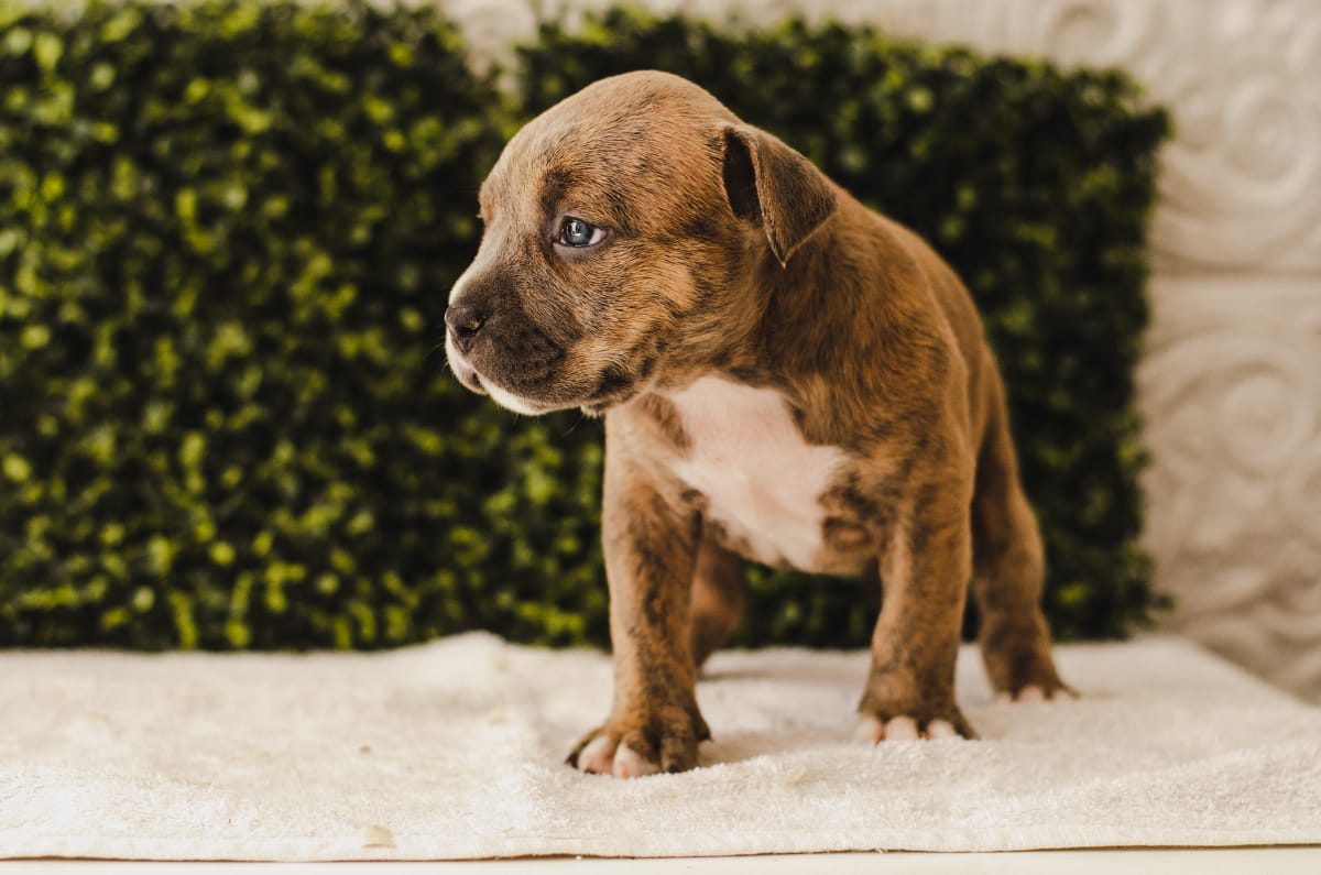 fighterz inc bully empire more puppies for sale cape town (10)