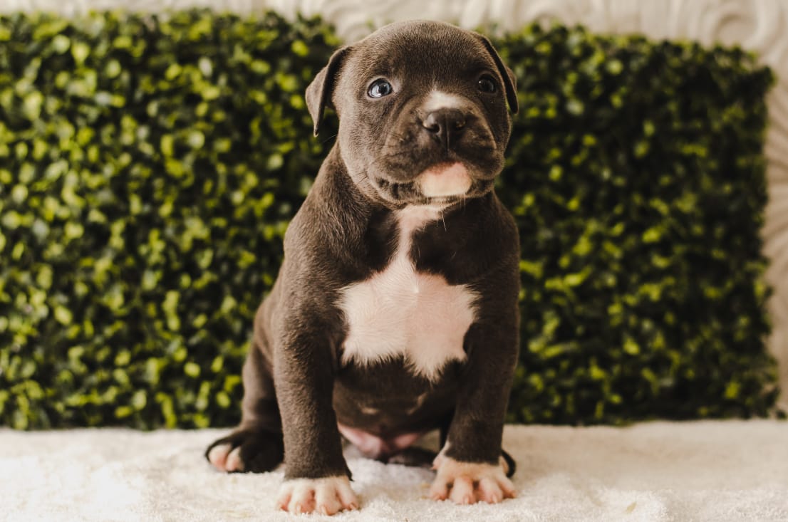 fighterz inc bully empire more puppies for sale cape town (11)