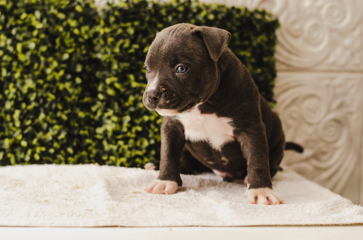 fighterz inc bully empire more puppies for sale cape town (13)