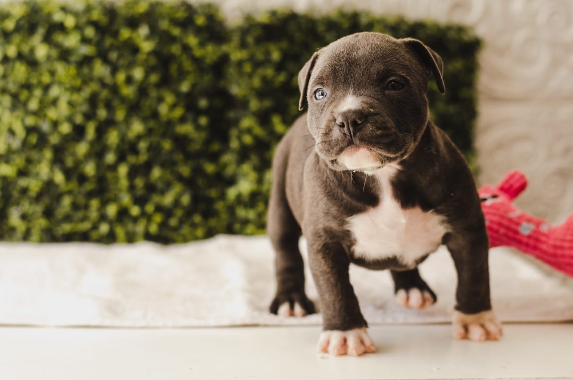 fighterz inc bully empire more puppies for sale cape town (14)