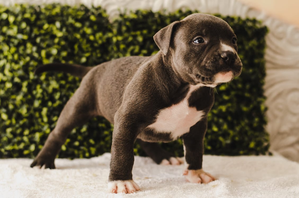 fighterz inc bully empire more puppies for sale cape town (15)