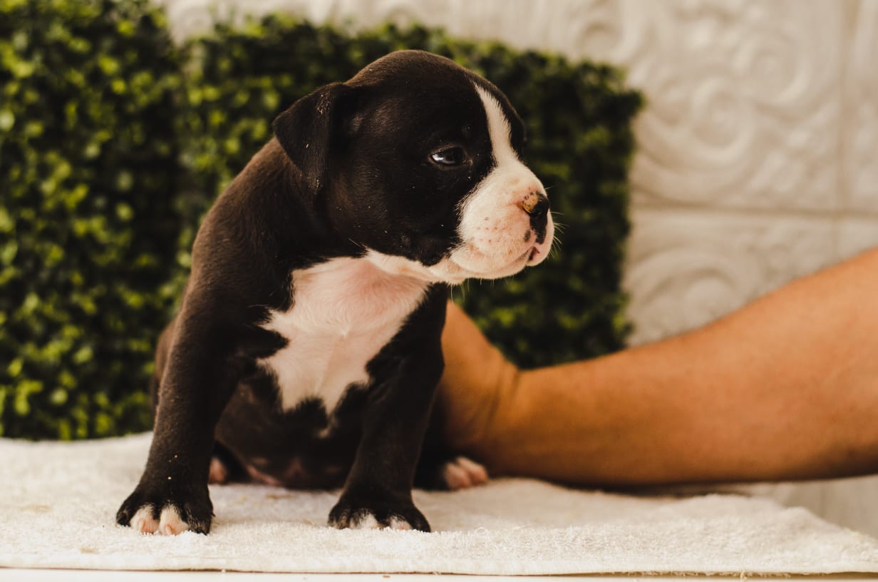 fighterz inc bully empire more puppies for sale cape town (16)