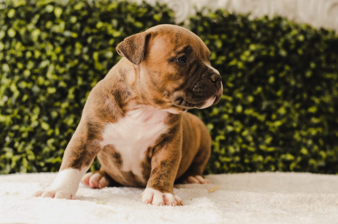 fighterz inc bully empire more puppies for sale cape town (17)