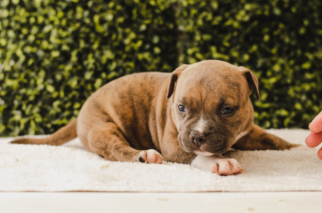 fighterz inc bully empire more puppies for sale cape town (18)