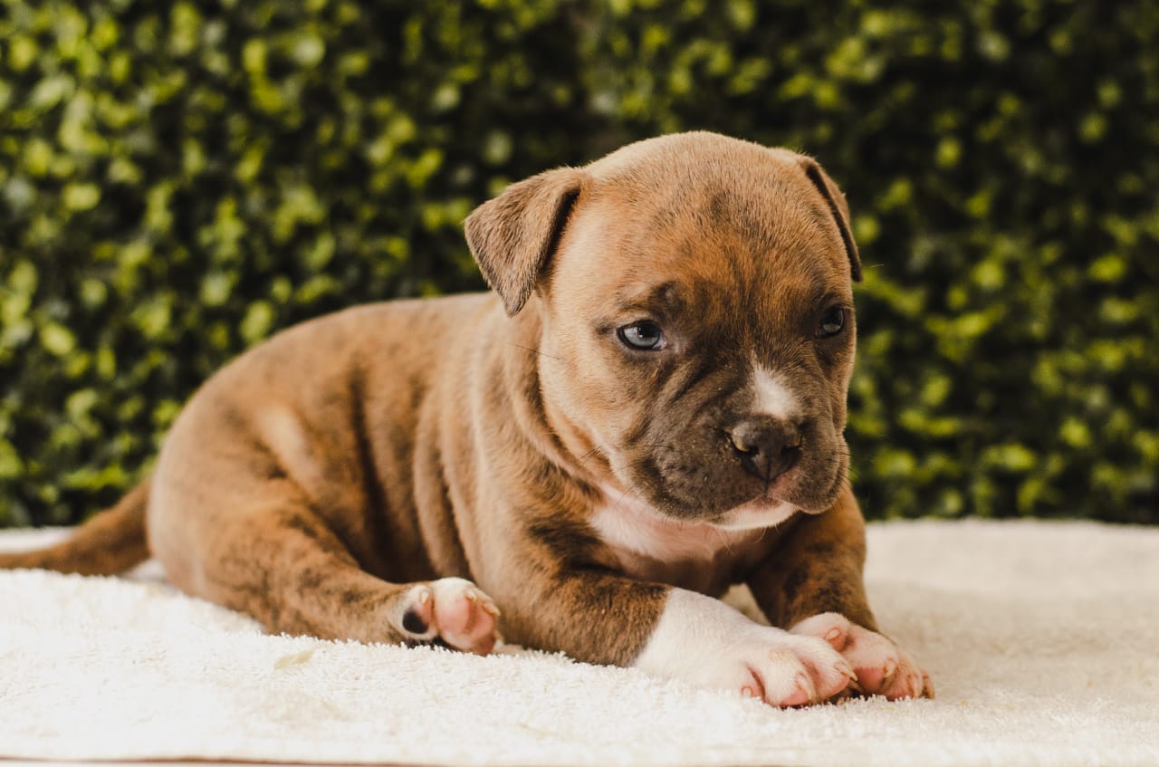 fighterz inc bully empire more puppies for sale cape town (19)