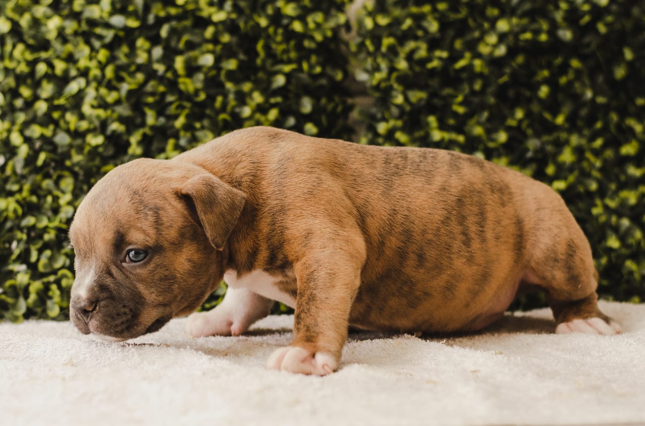 fighterz inc bully empire more puppies for sale cape town (20)