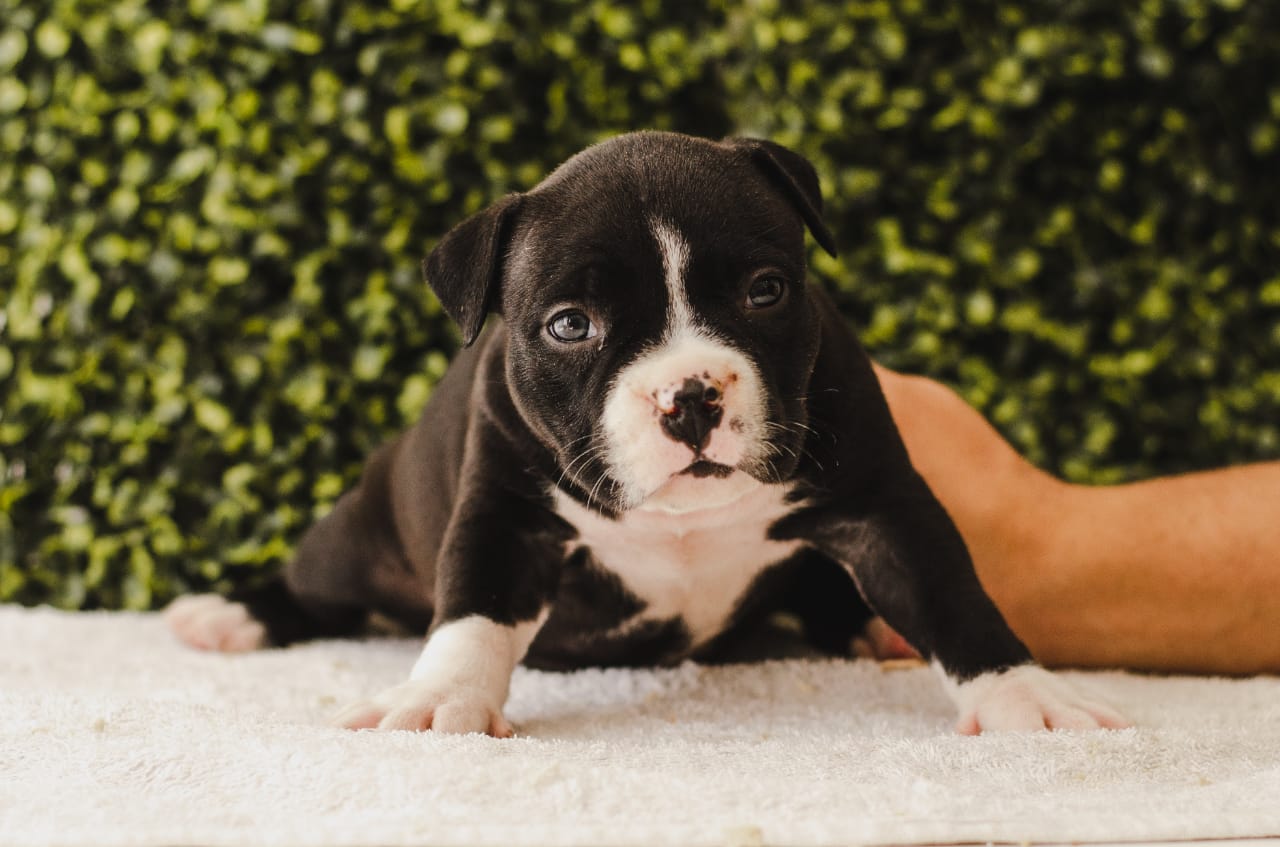 fighterz inc bully empire more puppies for sale cape town (21)