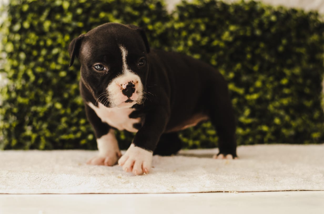 fighterz inc bully empire more puppies for sale cape town (22)