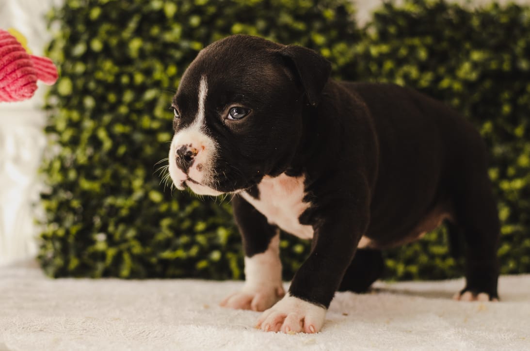 fighterz inc bully empire more puppies for sale cape town (23)