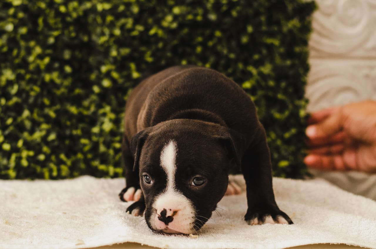 fighterz inc bully empire more puppies for sale cape town (24)