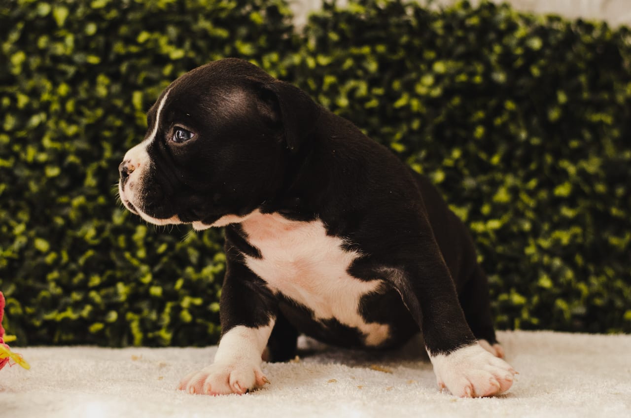 fighterz inc bully empire more puppies for sale cape town (25)