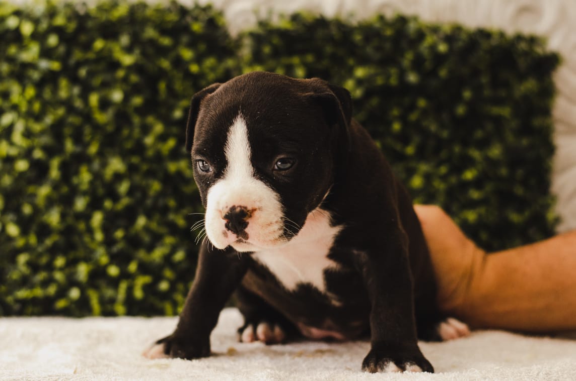 fighterz inc bully empire more puppies for sale cape town (26)