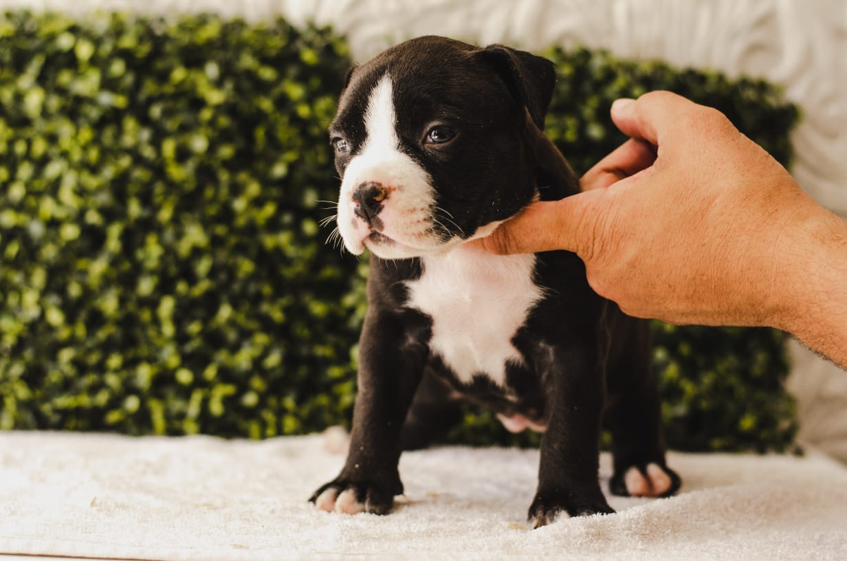 fighterz inc bully empire more puppies for sale cape town (3)