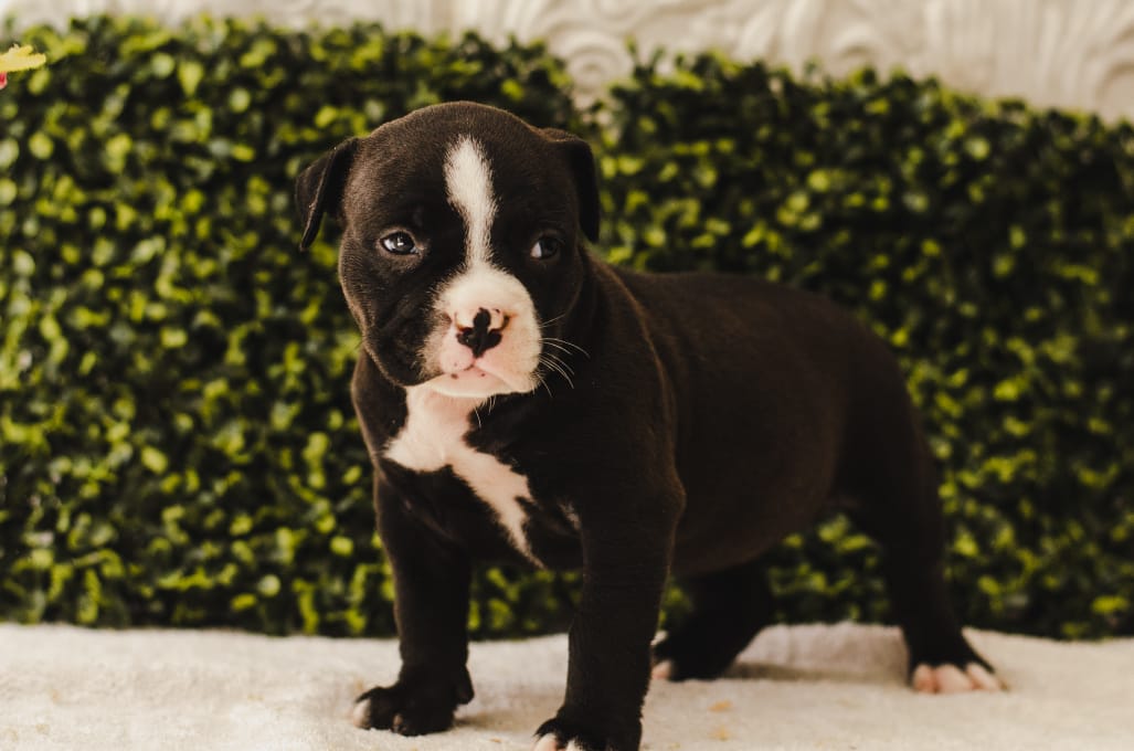 fighterz inc bully empire more puppies for sale cape town (4)