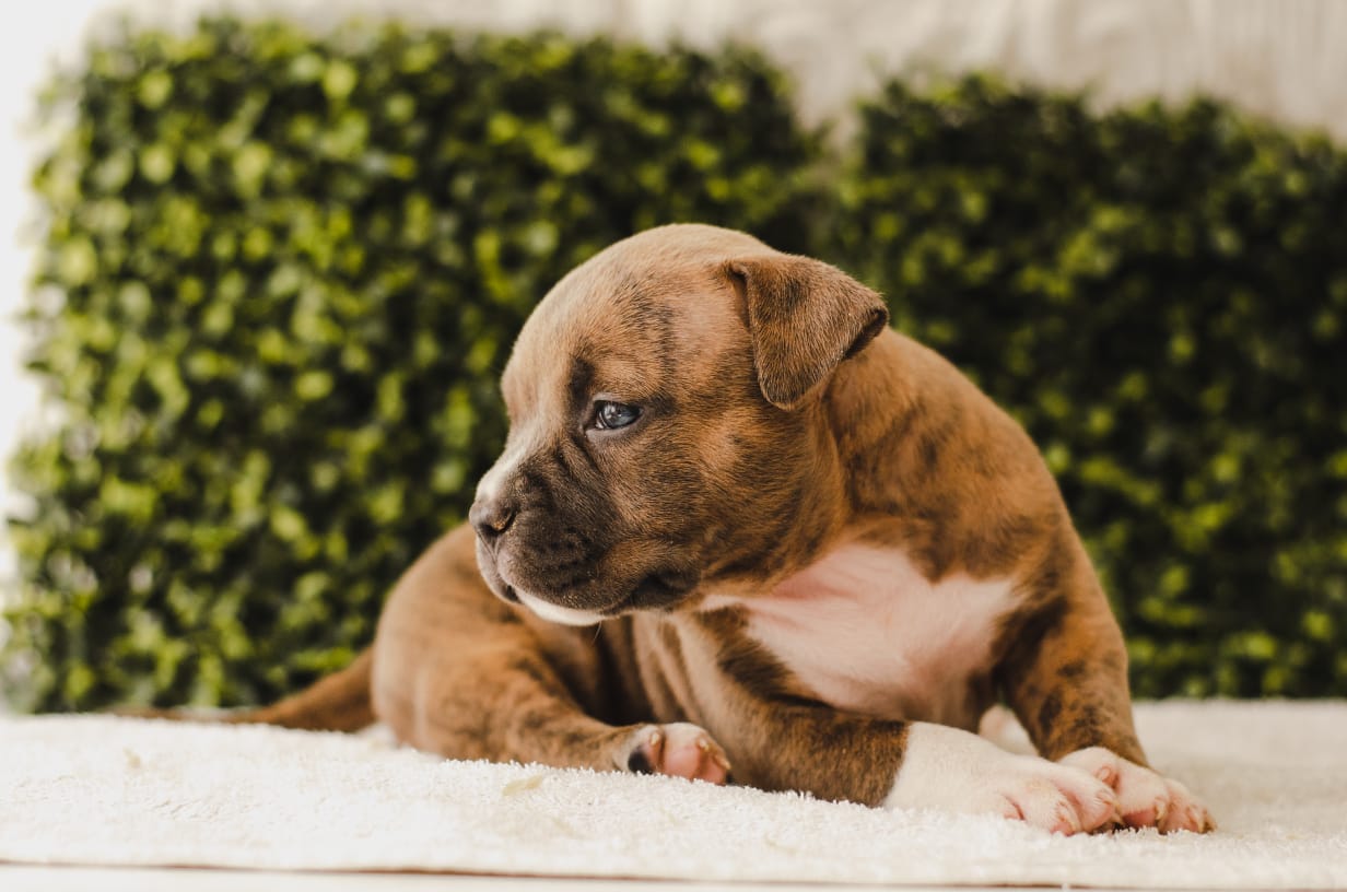 fighterz inc bully empire more puppies for sale cape town (5)